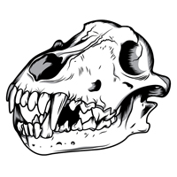 wolf skull in illustrator