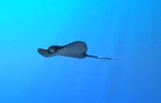 Medeling and Animating a Mantaray in 3ds Max