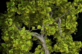 Populating Tree Leaves using Particle Flow in 3ds Max