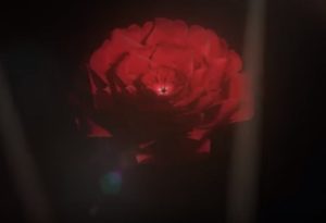 Realistic Rose in Cinema 4D