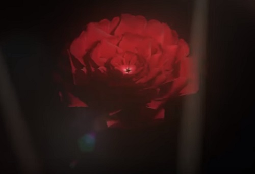 Realistic Rose in Cinema 4D