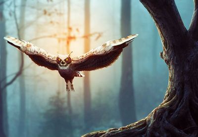 Create a Flying Owl with Adobe Photoshop