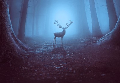 Create a Mysterious Forest Scene in Photoshop