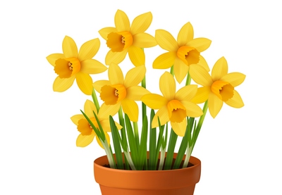 Draw a Vector Pot of Daffodils in Illustrator