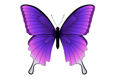 Butterfly Vector in Adobe Illustrator