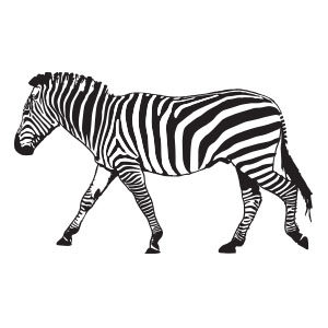 Vector Zebra Drawing Free download