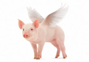 Add Wings to a Pig Photo in Adobe Photoshop