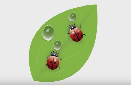 Draw a Vector Ladybug in Adobe Illustrator