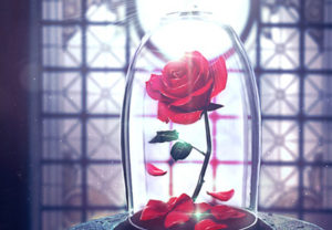 Create an Enchanted Rose in Adobe Photoshop