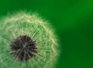 Modeling a Realistic Dandelion in 3ds Max