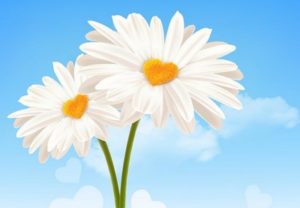 Draw Heart-Shaped Daisies in Adobe Illustrator