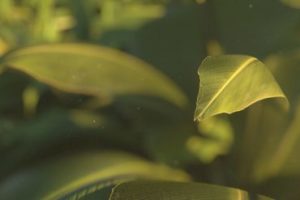 Texturing and Rendering a Plant Scene in Cinema 4D