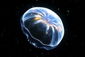 Create an Alien Jellyfish with Cinema 4D and After Effects