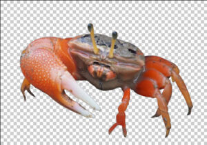 Sea Crab PNG Image Free download
